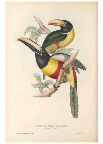 Reproducción/Reproduction 47104670762: A monograph of the Ramphastidae, or family of toucans /. London :Published by the author, 20, Broad Street, Golden Square,1834 [that is, 1833-1835].. 