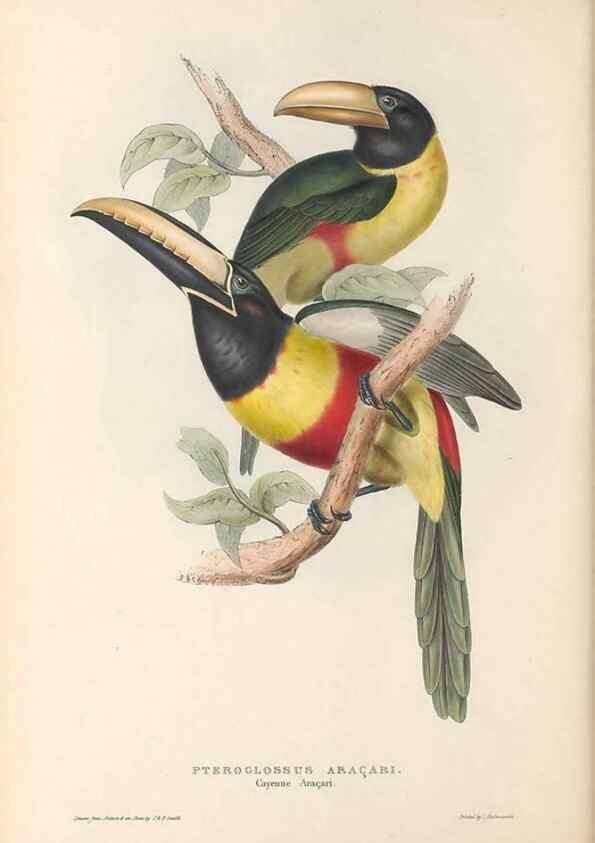 Reproducción/Reproduction 47104670762: A monograph of the Ramphastidae, or family of toucans /. London :Published by the author, 20, Broad Street, Golden Square,1834 [that is, 1833-1835].. 