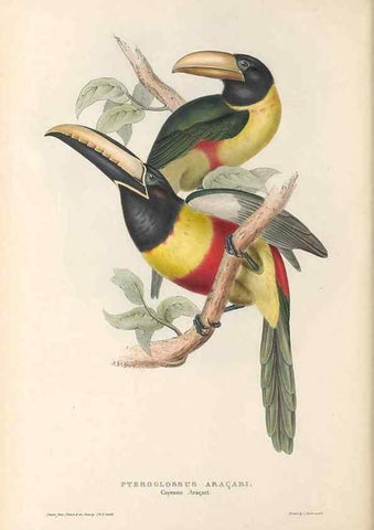 Reproducción/Reproduction 47104670762: A monograph of the Ramphastidae, or family of toucans /. London :Published by the author, 20, Broad Street, Golden Square,1834 [that is, 1833-1835].. 