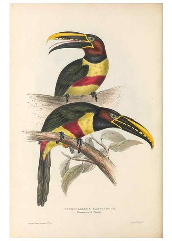 Reproducción/Reproduction 32214894117: A monograph of the Ramphastidae, or family of toucans /. London :Published by the author, 20, Broad Street, Golden Square,1834 [that is, 1833-1835].. 