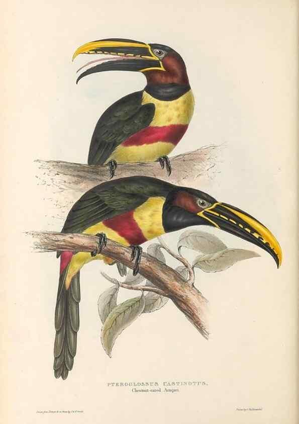Reproducción/Reproduction 32214894117: A monograph of the Ramphastidae, or family of toucans /. London :Published by the author, 20, Broad Street, Golden Square,1834 [that is, 1833-1835].. 
