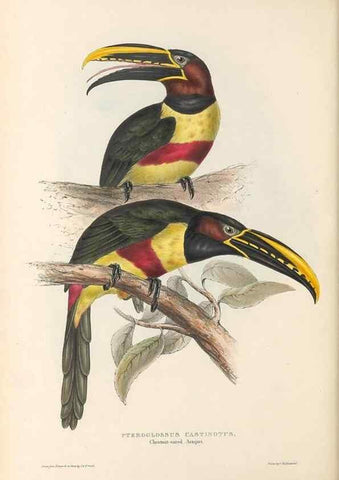 Reproducción/Reproduction 32214894117: A monograph of the Ramphastidae, or family of toucans /. London :Published by the author, 20, Broad Street, Golden Square,1834 [that is, 1833-1835].. 