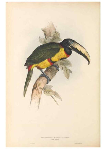 Reproducción/Reproduction 47104672822: A monograph of the Ramphastidae, or family of toucans /. London :Published by the author, 20, Broad Street, Golden Square,1834 [that is, 1833-1835].. 