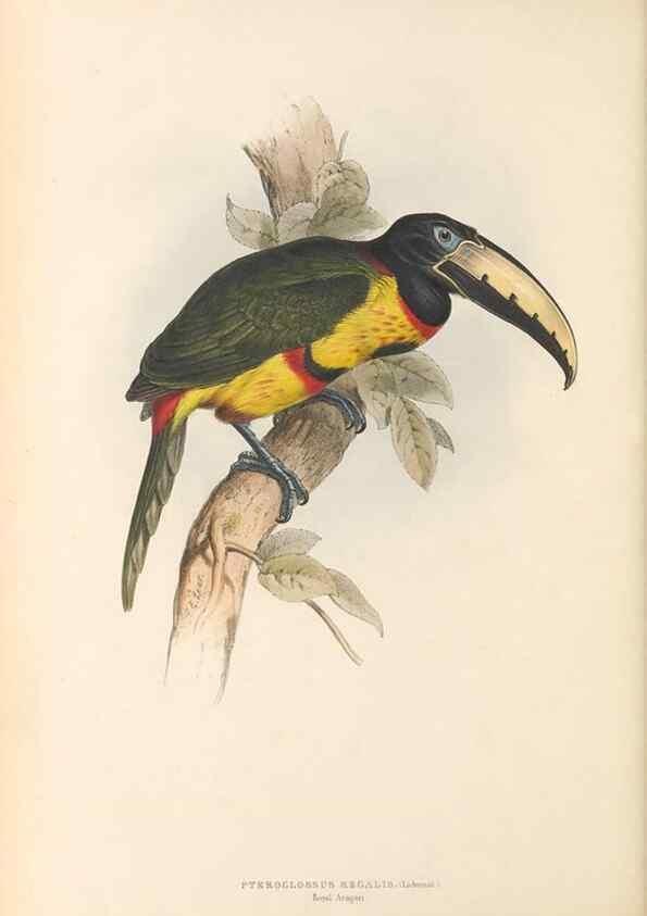Reproducción/Reproduction 47104672822: A monograph of the Ramphastidae, or family of toucans /. London :Published by the author, 20, Broad Street, Golden Square,1834 [that is, 1833-1835].. 