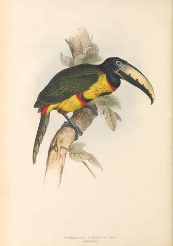 Reproducción/Reproduction 47104672822: A monograph of the Ramphastidae, or family of toucans /. London :Published by the author, 20, Broad Street, Golden Square,1834 [that is, 1833-1835].. 