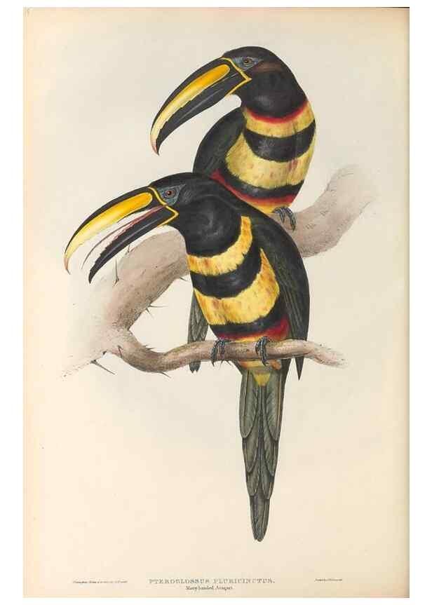 Reproducción/Reproduction 33281578848: A monograph of the Ramphastidae, or family of toucans /. London :Published by the author, 20, Broad Street, Golden Square,1834 [that is, 1833-1835].. 