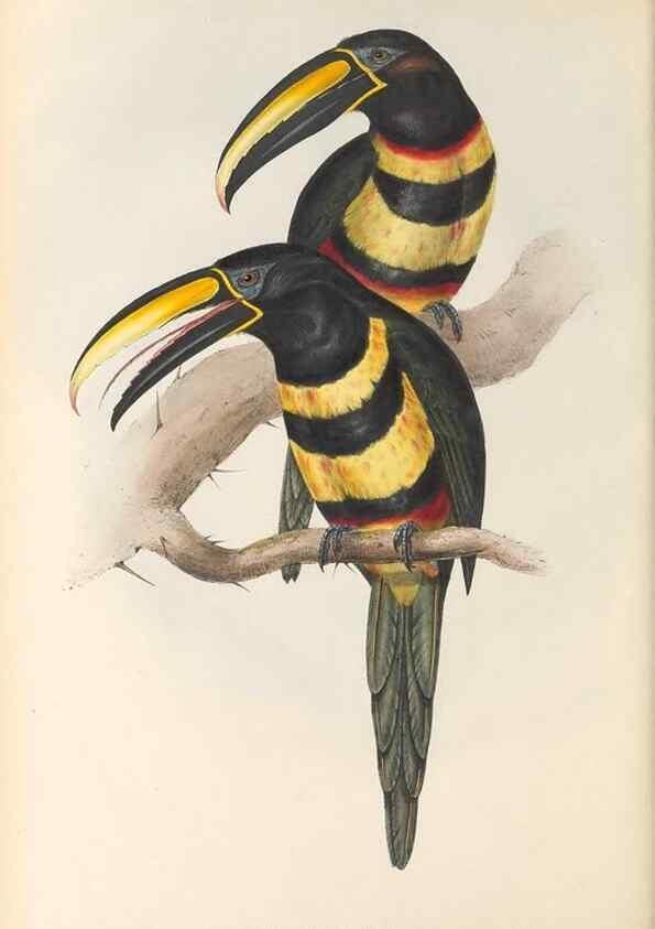 Reproducción/Reproduction 33281578848: A monograph of the Ramphastidae, or family of toucans /. London :Published by the author, 20, Broad Street, Golden Square,1834 [that is, 1833-1835].. 