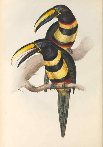 Reproducción/Reproduction 33281578848: A monograph of the Ramphastidae, or family of toucans /. London :Published by the author, 20, Broad Street, Golden Square,1834 [that is, 1833-1835].. 