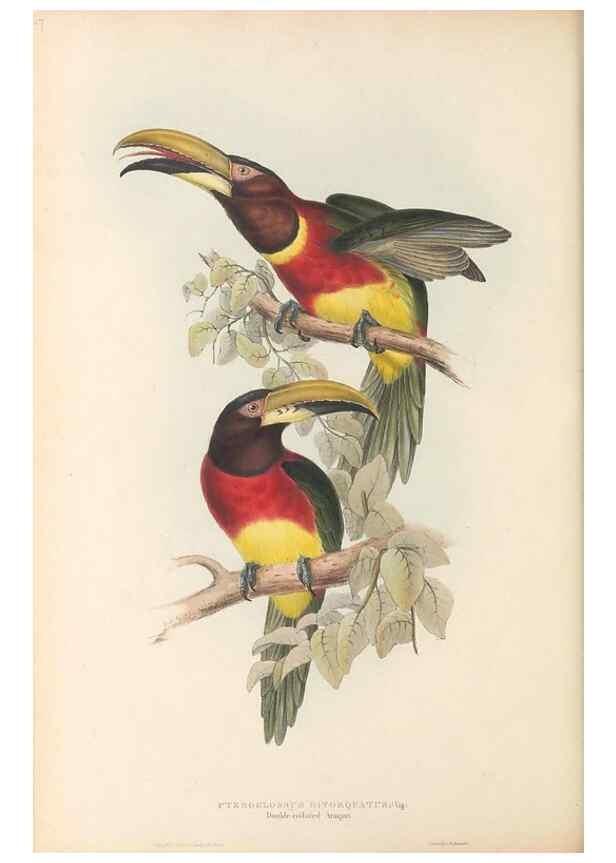 Reproducción/Reproduction 46242653825: A monograph of the Ramphastidae, or family of toucans /. London :Published by the author, 20, Broad Street, Golden Square,1834 [that is, 1833-1835].. 