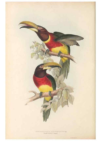Reproducción/Reproduction 46242653825: A monograph of the Ramphastidae, or family of toucans /. London :Published by the author, 20, Broad Street, Golden Square,1834 [that is, 1833-1835].. 