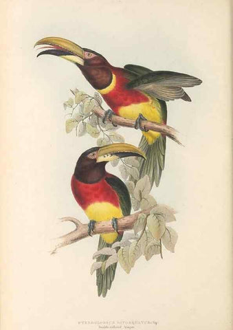 Reproducción/Reproduction 46242653825: A monograph of the Ramphastidae, or family of toucans /. London :Published by the author, 20, Broad Street, Golden Square,1834 [that is, 1833-1835].. 