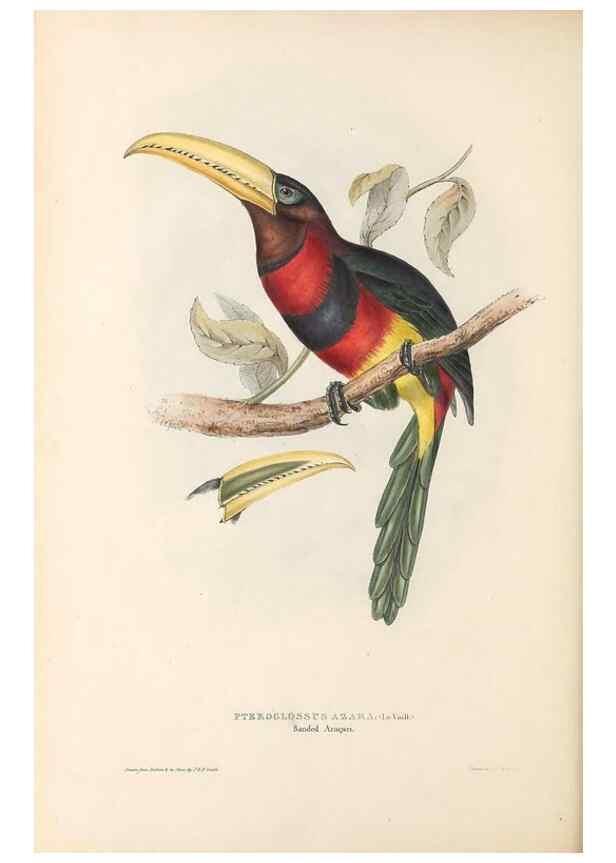 Reproducción/Reproduction 33281580038: A monograph of the Ramphastidae, or family of toucans /. London :Published by the author, 20, Broad Street, Golden Square,1834 [that is, 1833-1835].. 