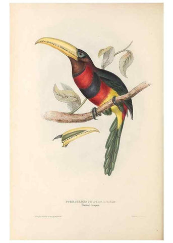 Reproducción/Reproduction 33281580038: A monograph of the Ramphastidae, or family of toucans /. London :Published by the author, 20, Broad Street, Golden Square,1834 [that is, 1833-1835].. 