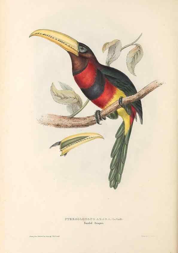 Reproducción/Reproduction 33281580038: A monograph of the Ramphastidae, or family of toucans /. London :Published by the author, 20, Broad Street, Golden Square,1834 [that is, 1833-1835].. 