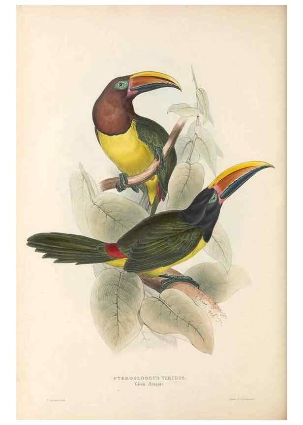 Reproducción/Reproduction 40191847303: A monograph of the Ramphastidae, or family of toucans /. London :Published by the author, 20, Broad Street, Golden Square,1834 [that is, 1833-1835].. 