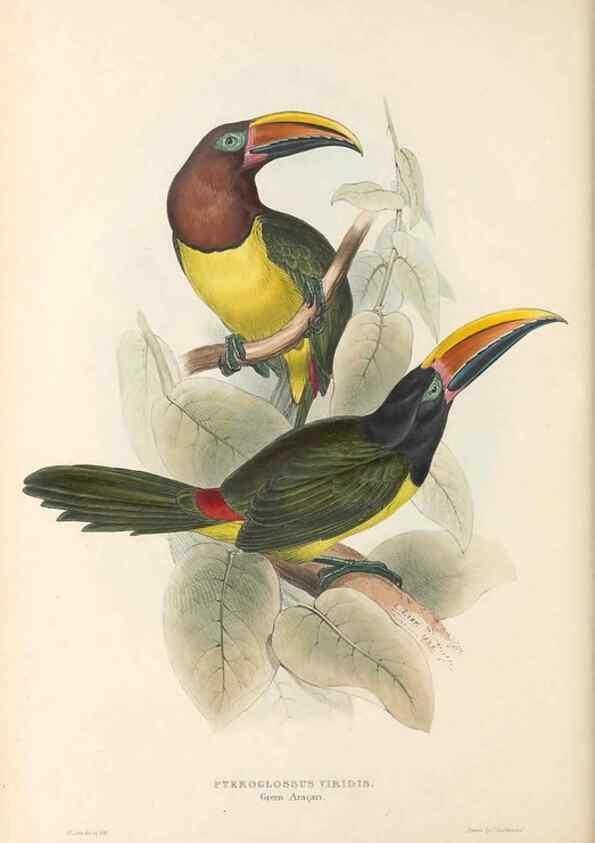 Reproducción/Reproduction 40191847303: A monograph of the Ramphastidae, or family of toucans /. London :Published by the author, 20, Broad Street, Golden Square,1834 [that is, 1833-1835].. 