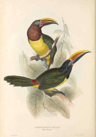 Reproducción/Reproduction 40191847303: A monograph of the Ramphastidae, or family of toucans /. London :Published by the author, 20, Broad Street, Golden Square,1834 [that is, 1833-1835].. 