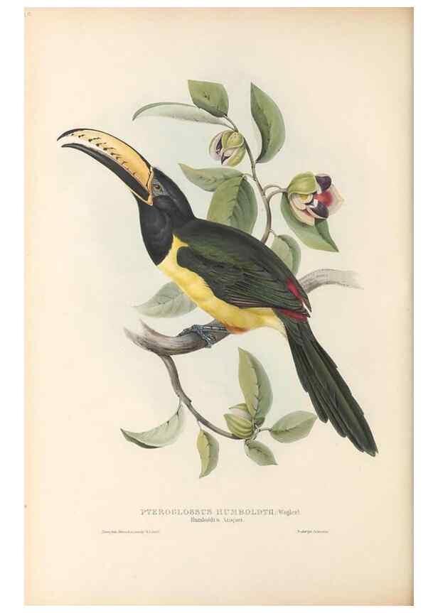Reproducción/Reproduction 47104676602: A monograph of the Ramphastidae, or family of toucans /. London :Published by the author, 20, Broad Street, Golden Square,1834 [that is, 1833-1835].. 