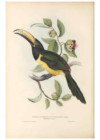 Reproducción/Reproduction 47104676602: A monograph of the Ramphastidae, or family of toucans /. London :Published by the author, 20, Broad Street, Golden Square,1834 [that is, 1833-1835].. 