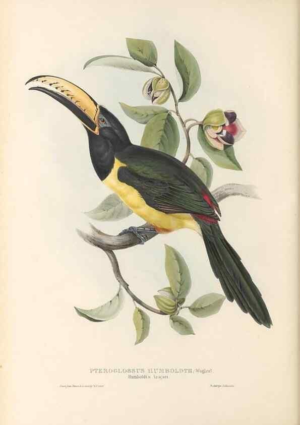 Reproducción/Reproduction 47104676602: A monograph of the Ramphastidae, or family of toucans /. London :Published by the author, 20, Broad Street, Golden Square,1834 [that is, 1833-1835].. 