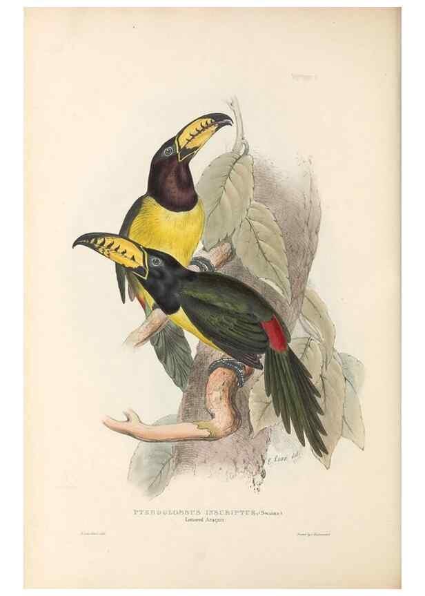 Reproducción/Reproduction 46433271534: A monograph of the Ramphastidae, or family of toucans /. London :Published by the author, 20, Broad Street, Golden Square,1834 [that is, 1833-1835].. 