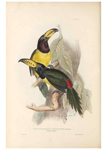 Reproducción/Reproduction 46433271534: A monograph of the Ramphastidae, or family of toucans /. London :Published by the author, 20, Broad Street, Golden Square,1834 [that is, 1833-1835].. 