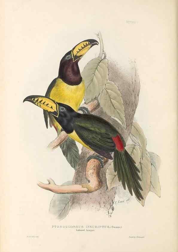 Reproducción/Reproduction 46433271534: A monograph of the Ramphastidae, or family of toucans /. London :Published by the author, 20, Broad Street, Golden Square,1834 [that is, 1833-1835].. 