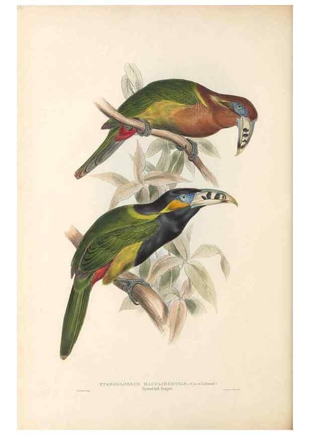 Reproducción/Reproduction 47156779381: A monograph of the Ramphastidae, or family of toucans /. London :Published by the author, 20, Broad Street, Golden Square,1834 [that is, 1833-1835].. 