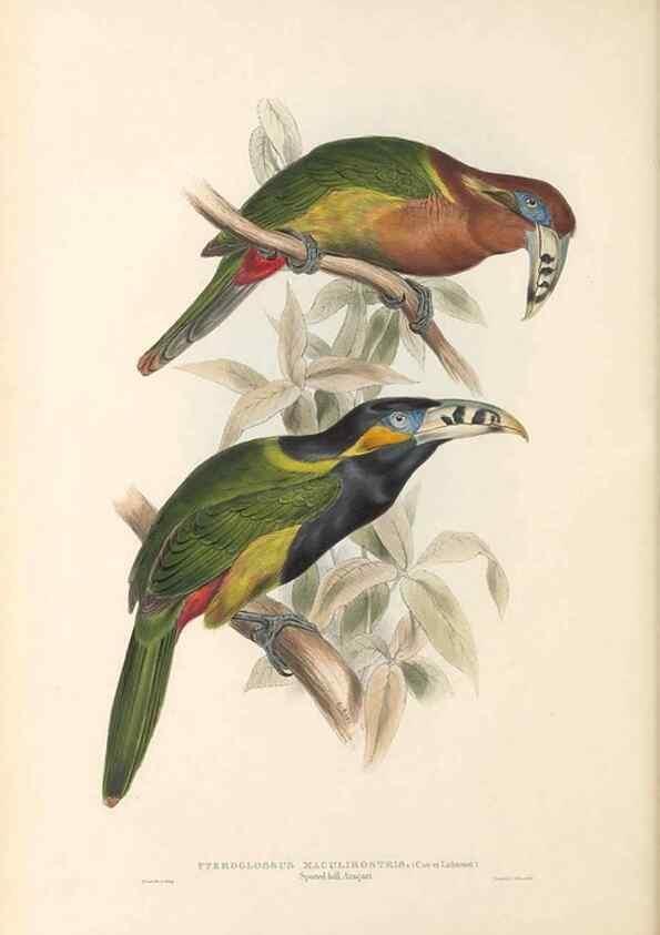 Reproducción/Reproduction 47156779381: A monograph of the Ramphastidae, or family of toucans /. London :Published by the author, 20, Broad Street, Golden Square,1834 [that is, 1833-1835].. 