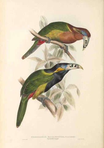 Reproducción/Reproduction 47156779381: A monograph of the Ramphastidae, or family of toucans /. London :Published by the author, 20, Broad Street, Golden Square,1834 [that is, 1833-1835].. 