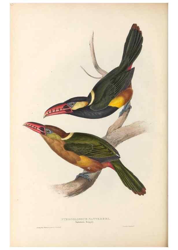 Reproducción/Reproduction 46242660275: A monograph of the Ramphastidae, or family of toucans /. London :Published by the author, 20, Broad Street, Golden Square,1834 [that is, 1833-1835].. 