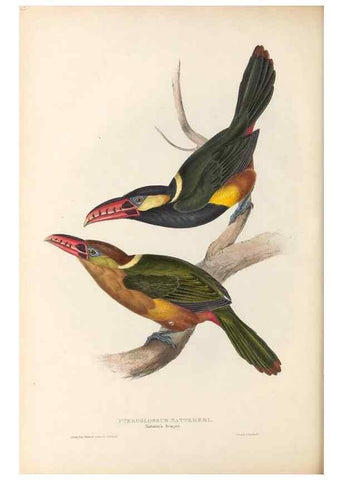 Reproducción/Reproduction 46242660275: A monograph of the Ramphastidae, or family of toucans /. London :Published by the author, 20, Broad Street, Golden Square,1834 [that is, 1833-1835].. 