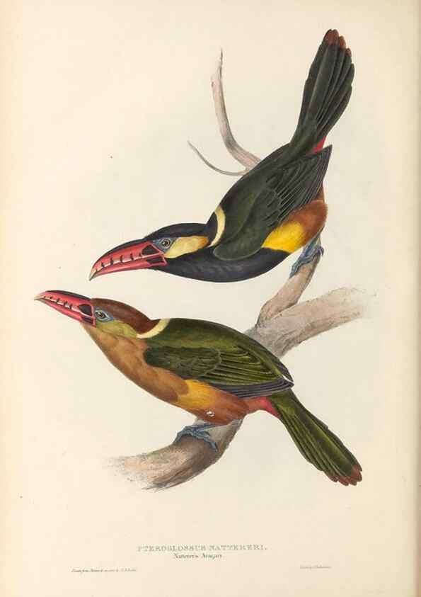 Reproducción/Reproduction 46242660275: A monograph of the Ramphastidae, or family of toucans /. London :Published by the author, 20, Broad Street, Golden Square,1834 [that is, 1833-1835].. 