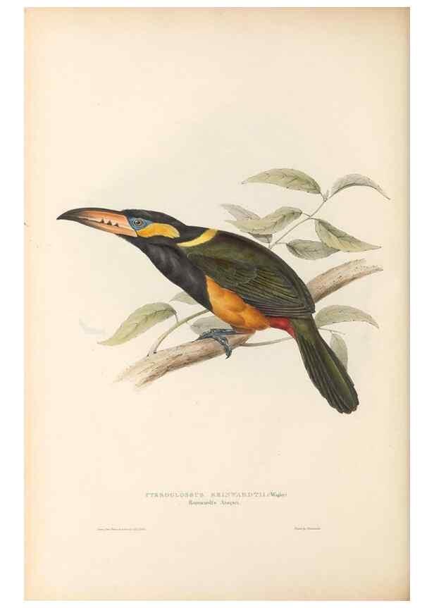 Reproducción/Reproduction 46433273344: A monograph of the Ramphastidae, or family of toucans /. London :Published by the author, 20, Broad Street, Golden Square,1834 [that is, 1833-1835].. 