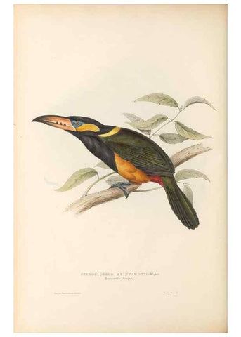 Reproducción/Reproduction 46433273344: A monograph of the Ramphastidae, or family of toucans /. London :Published by the author, 20, Broad Street, Golden Square,1834 [that is, 1833-1835].. 