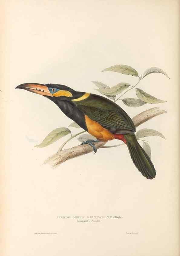 Reproducción/Reproduction 46433273344: A monograph of the Ramphastidae, or family of toucans /. London :Published by the author, 20, Broad Street, Golden Square,1834 [that is, 1833-1835].. 