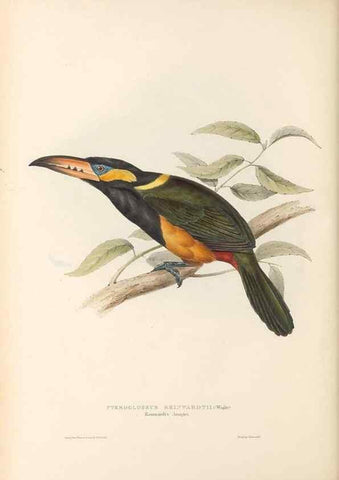Reproducción/Reproduction 46433273344: A monograph of the Ramphastidae, or family of toucans /. London :Published by the author, 20, Broad Street, Golden Square,1834 [that is, 1833-1835].. 
