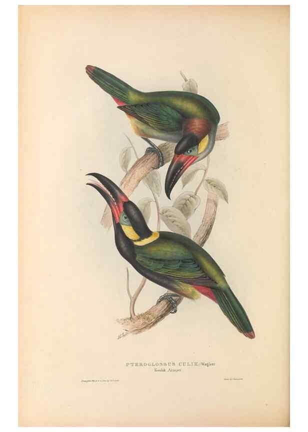 Reproducción/Reproduction 47156780761: A monograph of the Ramphastidae, or family of toucans /. London :Published by the author, 20, Broad Street, Golden Square,1834 [that is, 1833-1835].. 