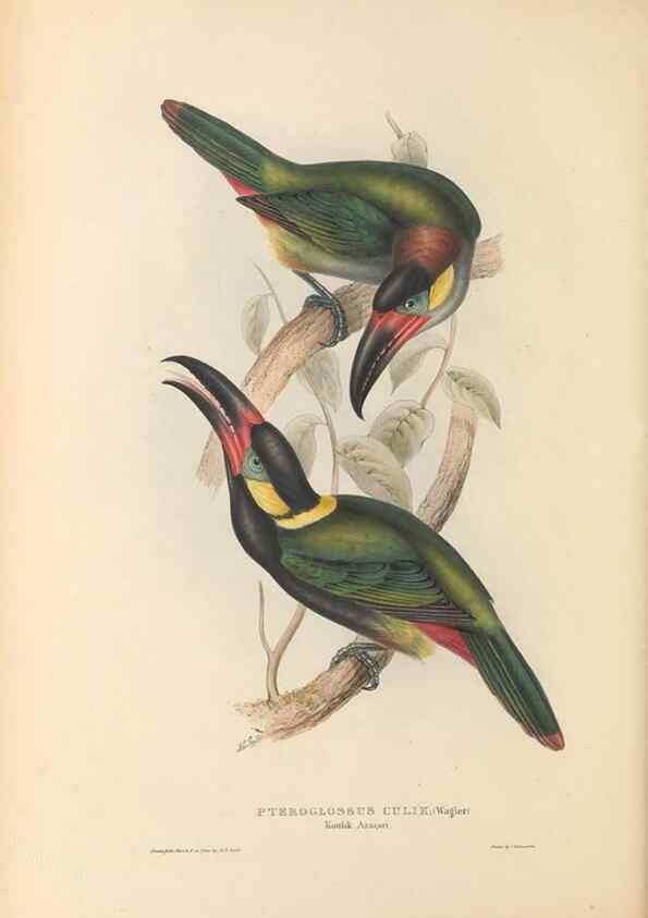 Reproducción/Reproduction 47156780761: A monograph of the Ramphastidae, or family of toucans /. London :Published by the author, 20, Broad Street, Golden Square,1834 [that is, 1833-1835].. 