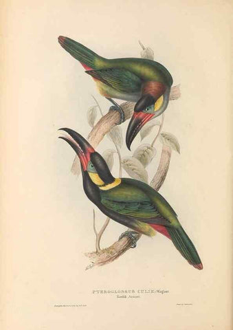 Reproducción/Reproduction 47156780761: A monograph of the Ramphastidae, or family of toucans /. London :Published by the author, 20, Broad Street, Golden Square,1834 [that is, 1833-1835].. 