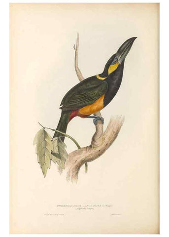 Reproducción/Reproduction 46242663375: A monograph of the Ramphastidae, or family of toucans /. London :Published by the author, 20, Broad Street, Golden Square,1834 [that is, 1833-1835].. 