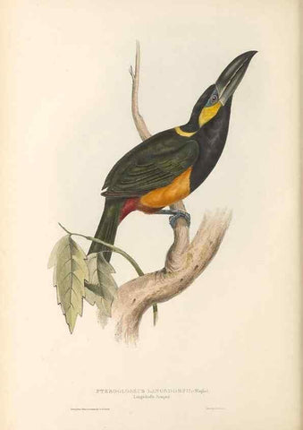 Reproducción/Reproduction 46242663375: A monograph of the Ramphastidae, or family of toucans /. London :Published by the author, 20, Broad Street, Golden Square,1834 [that is, 1833-1835].. 