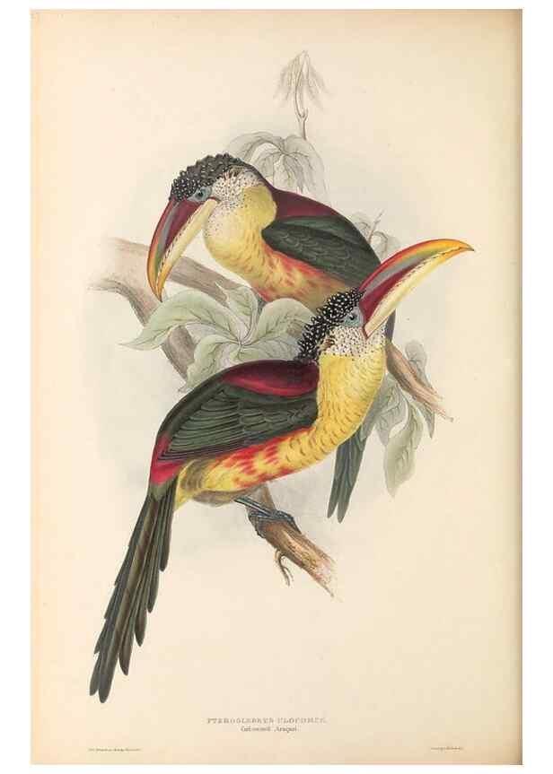 Reproducción/Reproduction 46242664875: A monograph of the Ramphastidae, or family of toucans /. London :Published by the author, 20, Broad Street, Golden Square,1834 [that is, 1833-1835].. 
