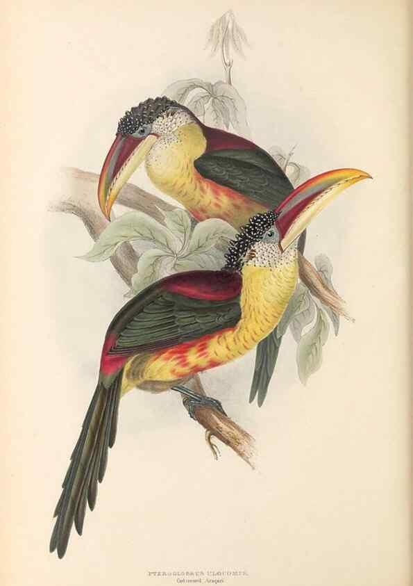 Reproducción/Reproduction 46242664875: A monograph of the Ramphastidae, or family of toucans /. London :Published by the author, 20, Broad Street, Golden Square,1834 [that is, 1833-1835].. 