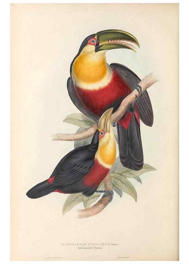 Reproducción/Reproduction 32214892207: A monograph of the Ramphastidae, or family of toucans /. London :Published by the author, 20, Broad Street, Golden Square,1834 [that is, 1833-1835].. 