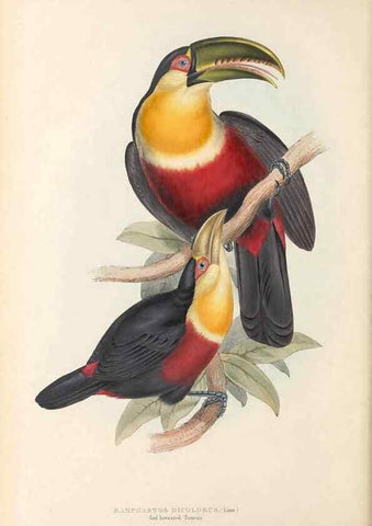 Reproducción/Reproduction 32214892207: A monograph of the Ramphastidae, or family of toucans /. London :Published by the author, 20, Broad Street, Golden Square,1834 [that is, 1833-1835].. 