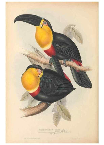 Reproducción/Reproduction 33281574678: A monograph of the Ramphastidae, or family of toucans /. London :Published by the author, 20, Broad Street, Golden Square,1834 [that is, 1833-1835].. 