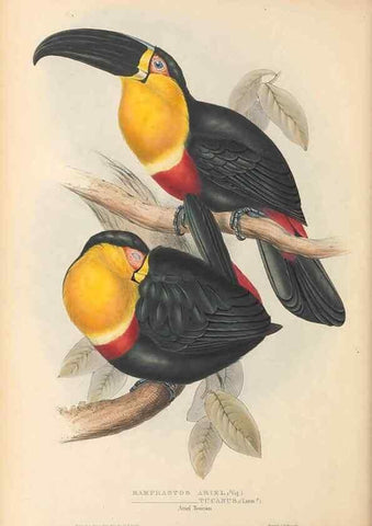Reproducción/Reproduction 33281574678: A monograph of the Ramphastidae, or family of toucans /. London :Published by the author, 20, Broad Street, Golden Square,1834 [that is, 1833-1835].. 