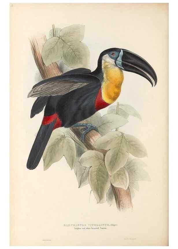 Reproducción/Reproduction 32214890247: A monograph of the Ramphastidae, or family of toucans /. London :Published by the author, 20, Broad Street, Golden Square,1834 [that is, 1833-1835].. 