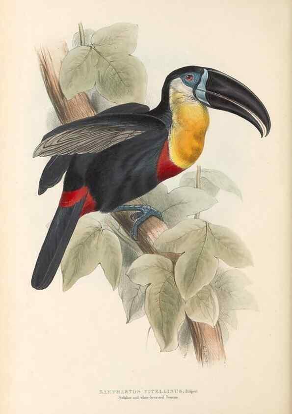 Reproducción/Reproduction 32214890247: A monograph of the Ramphastidae, or family of toucans /. London :Published by the author, 20, Broad Street, Golden Square,1834 [that is, 1833-1835].. 